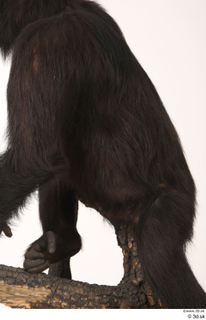 Chimpanzee Bonobo back 0001.jpg